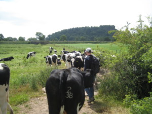 Cows in the way of the footpath, well done Toby for moving them on. Beeston Castle in in the distance